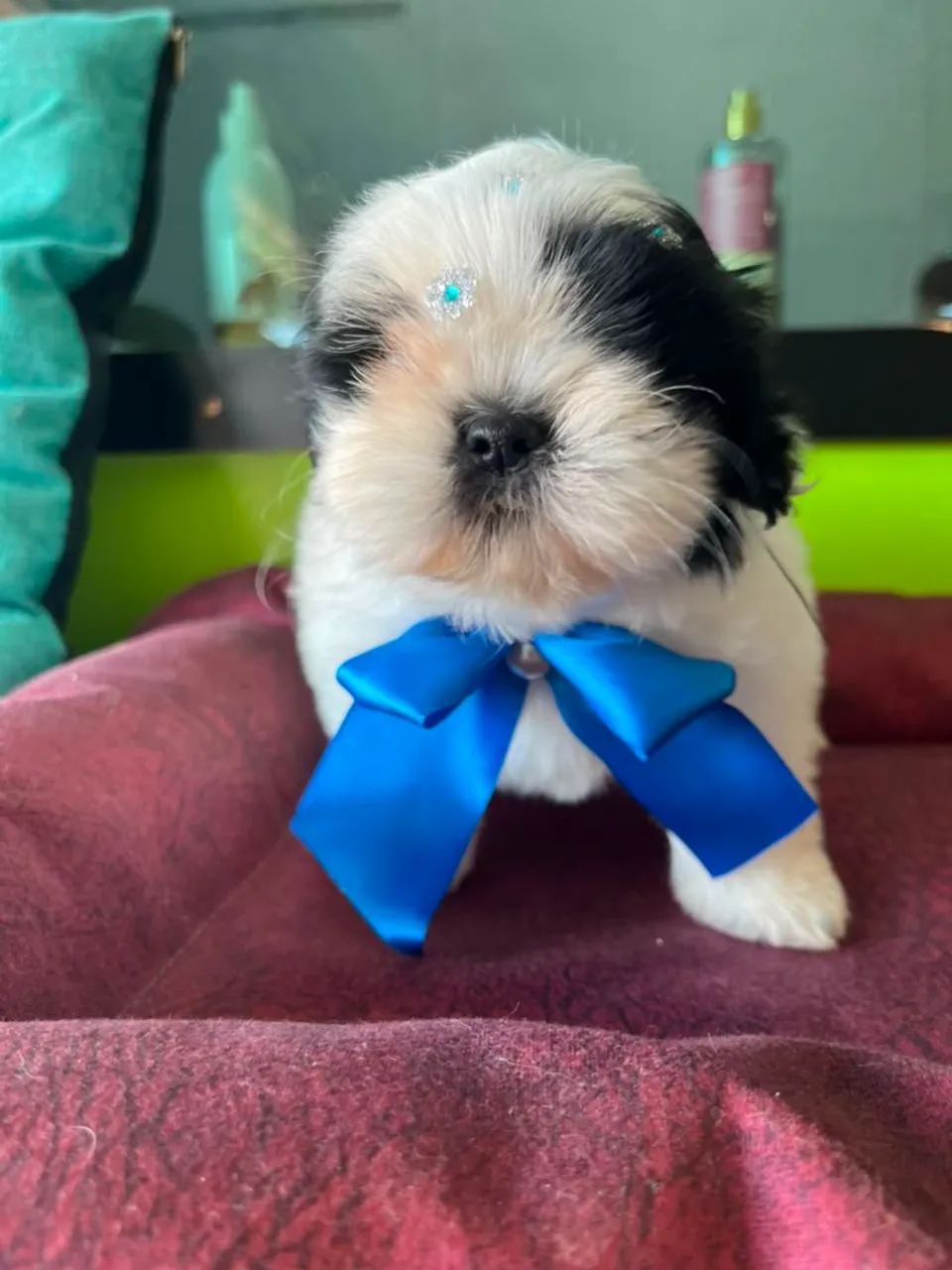 Branca com preta Fêmea disponível  - Foto 4