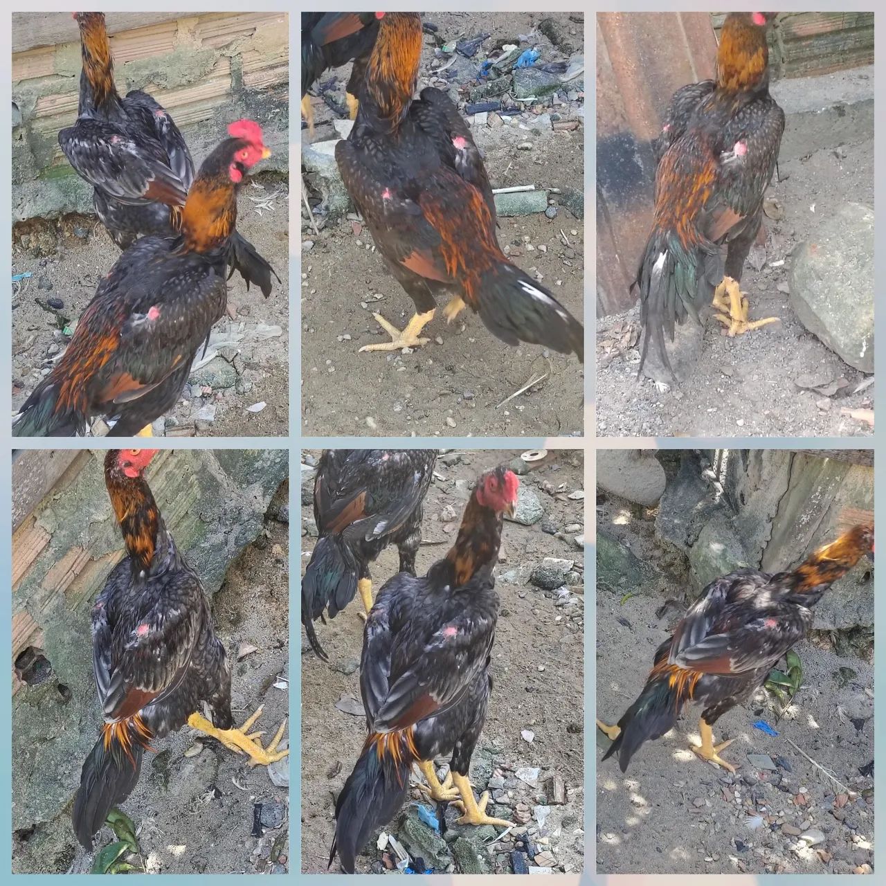 Frango e frangas entre 5 e 6 meses casal r$ 500 individual r$300 - Foto 4