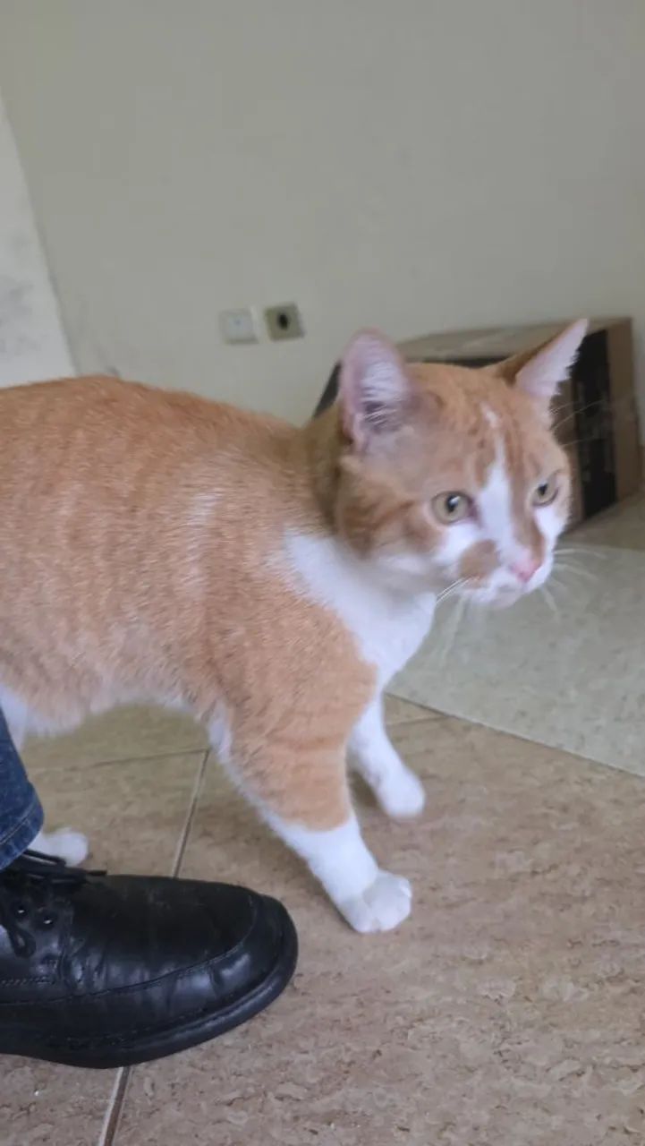 Doação de gato - Foto 3