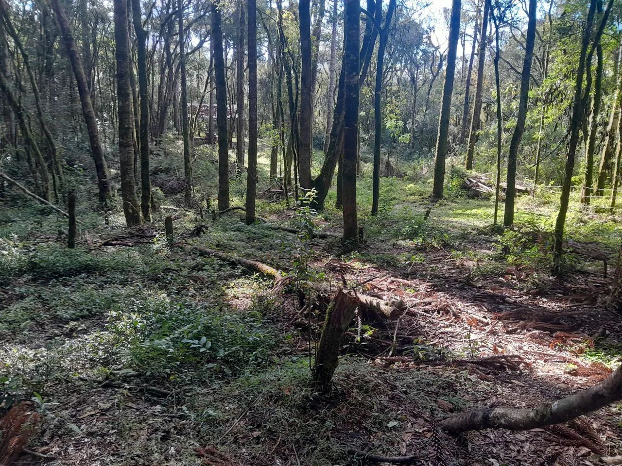 Chácara em Contenda  - Foto 3