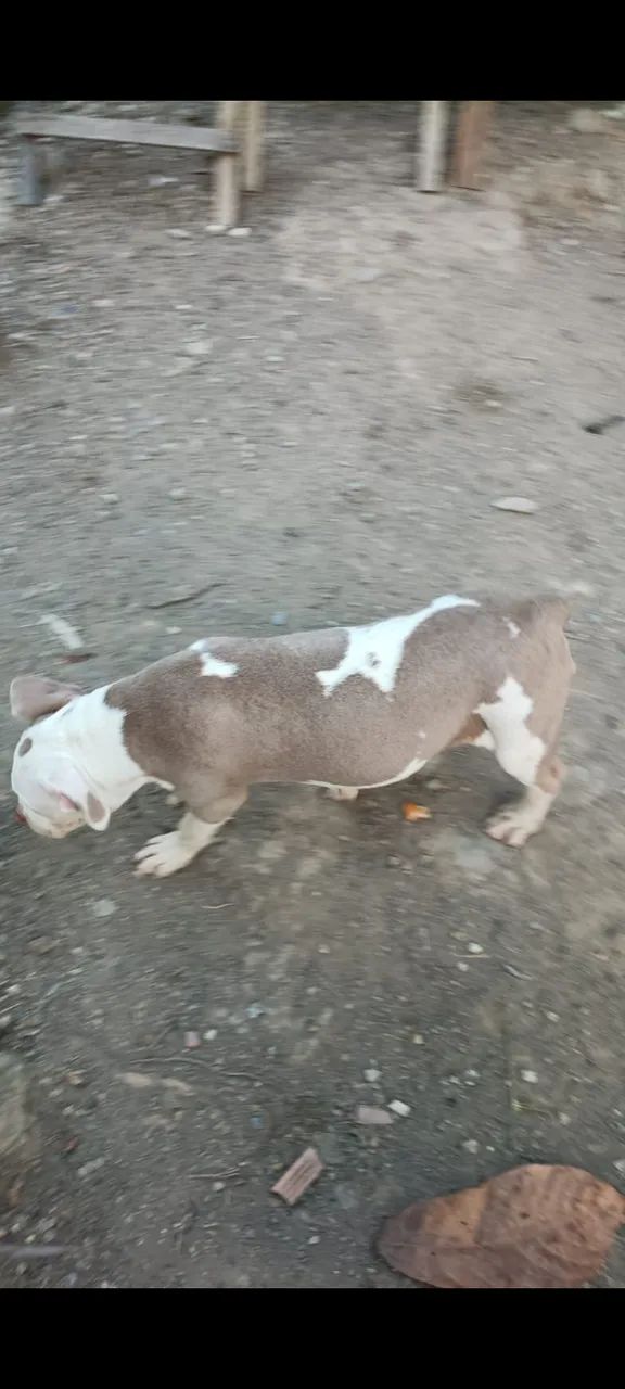Cachorro  - Foto 3