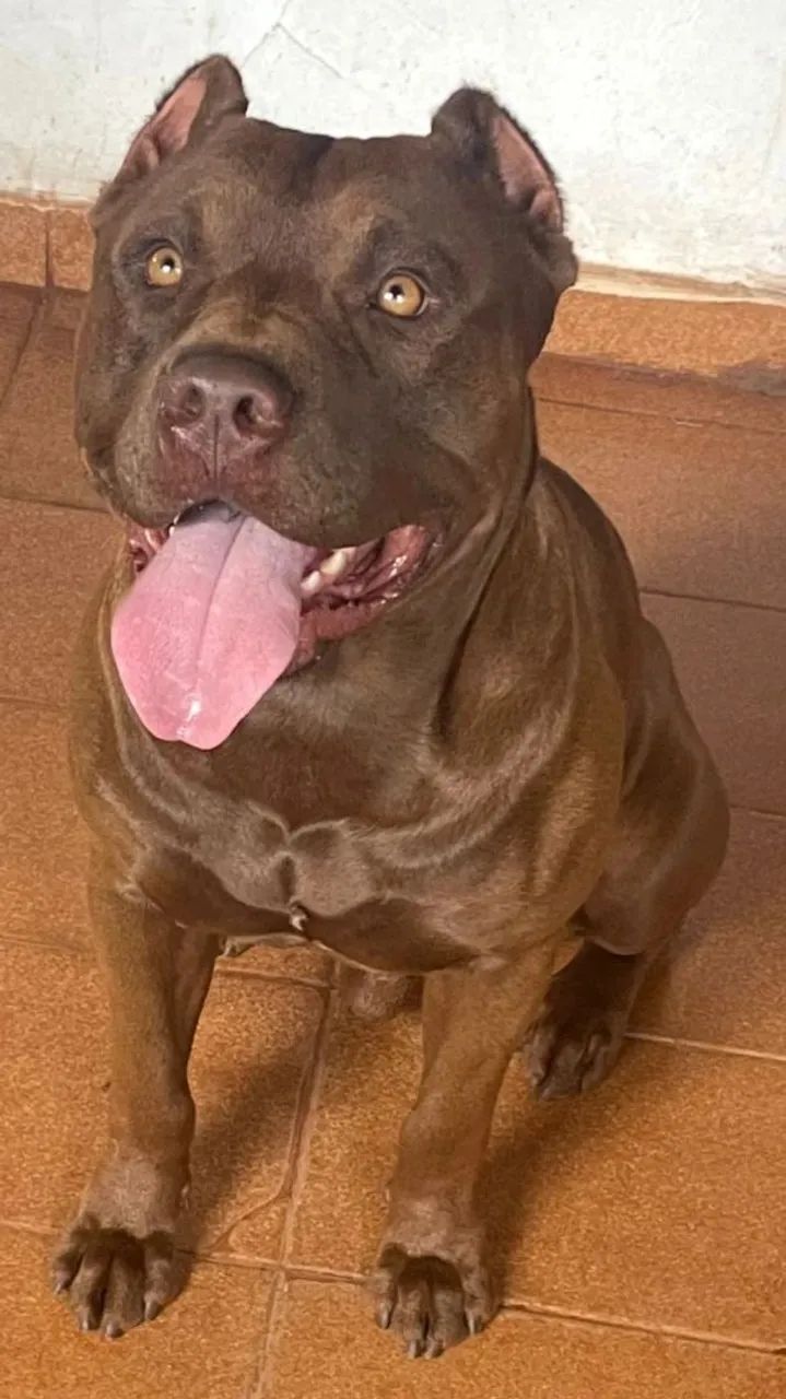 American Pit Bull terrier  - Foto 2