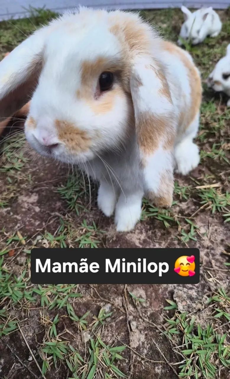 Mini coelhos  - Foto 3
