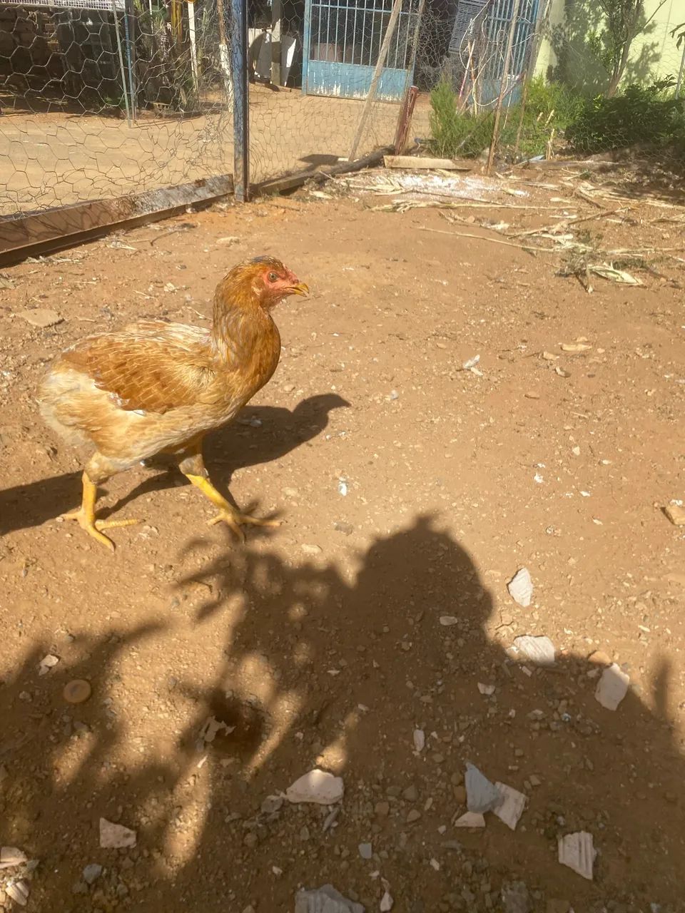 Galo Suro e três galinhas. - Foto 3