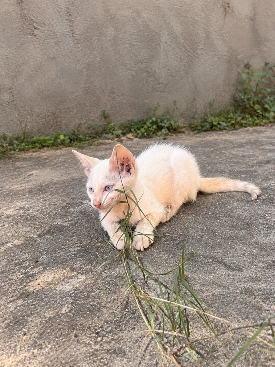 Gatinha para doação  - Foto 2