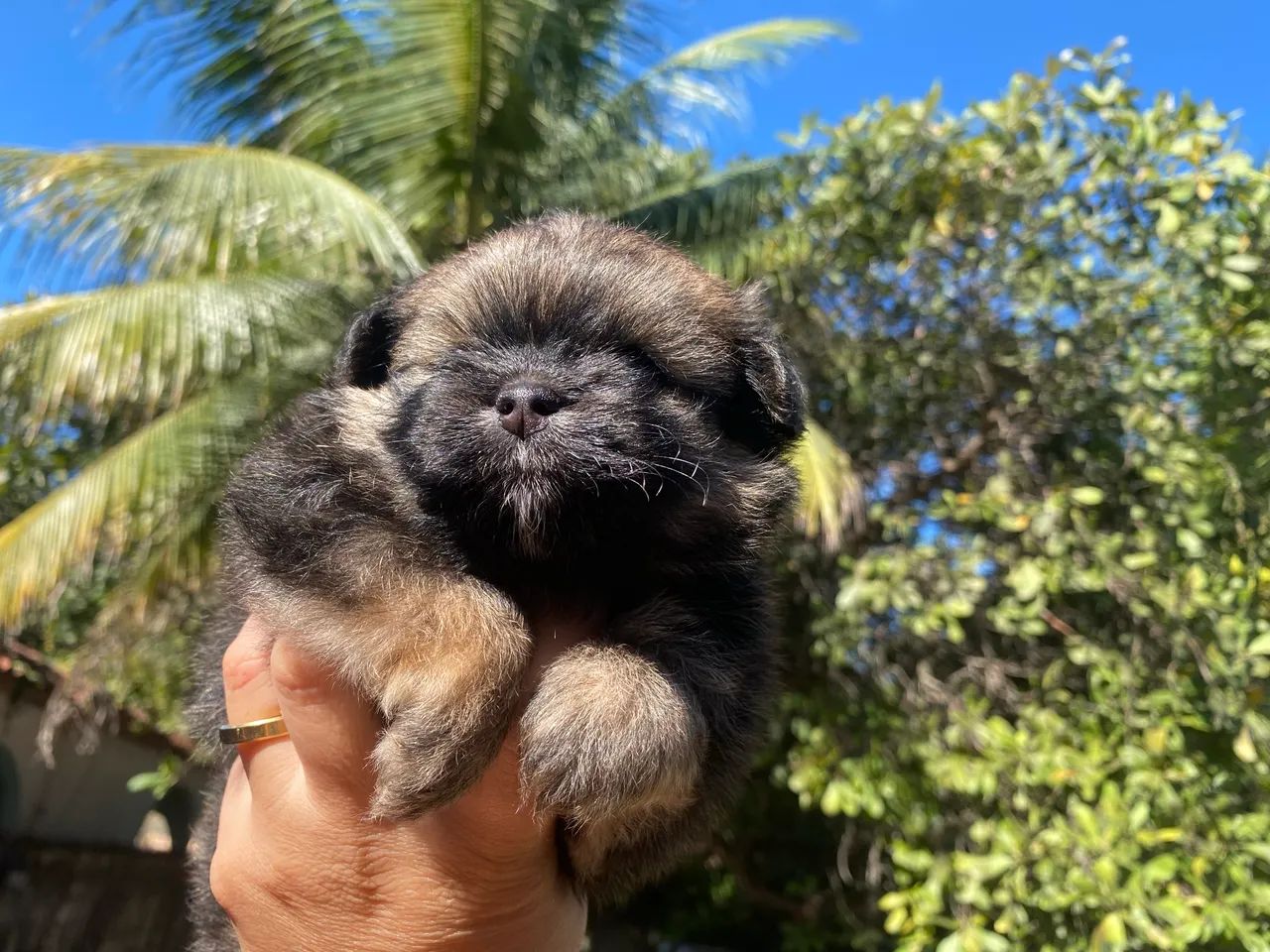 luluzinha com shitzu