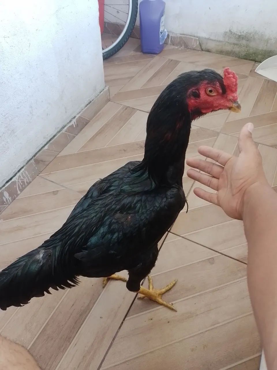 Galos e frango - Foto 5