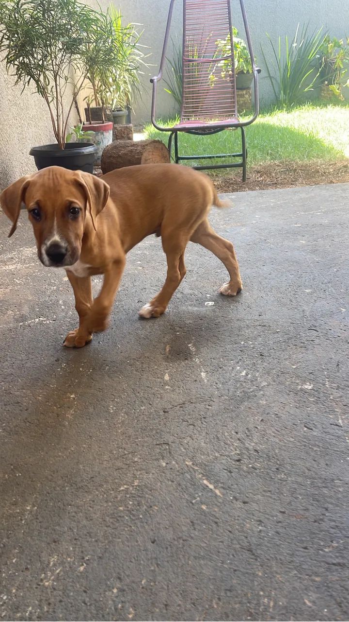 Doa-se Foxhound com Boxer 