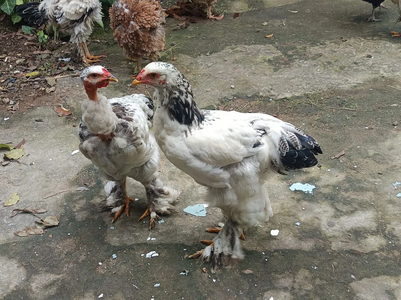 Galos