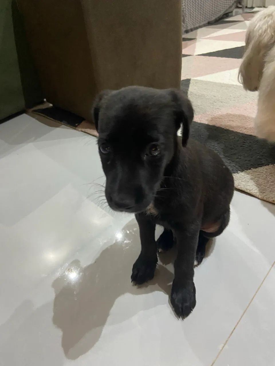 Cachorro para adoção 