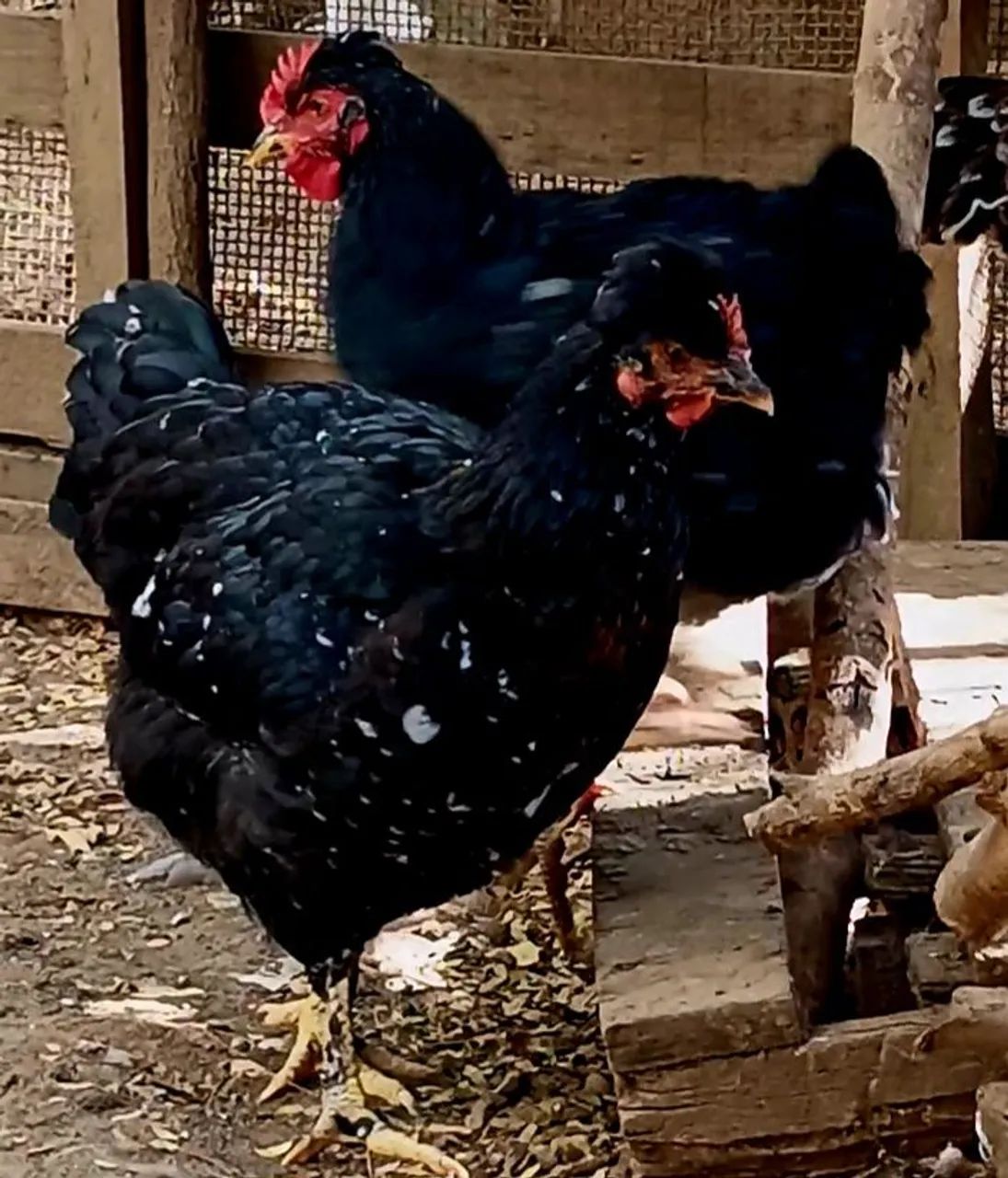 galinha gsb puras. - Foto 6