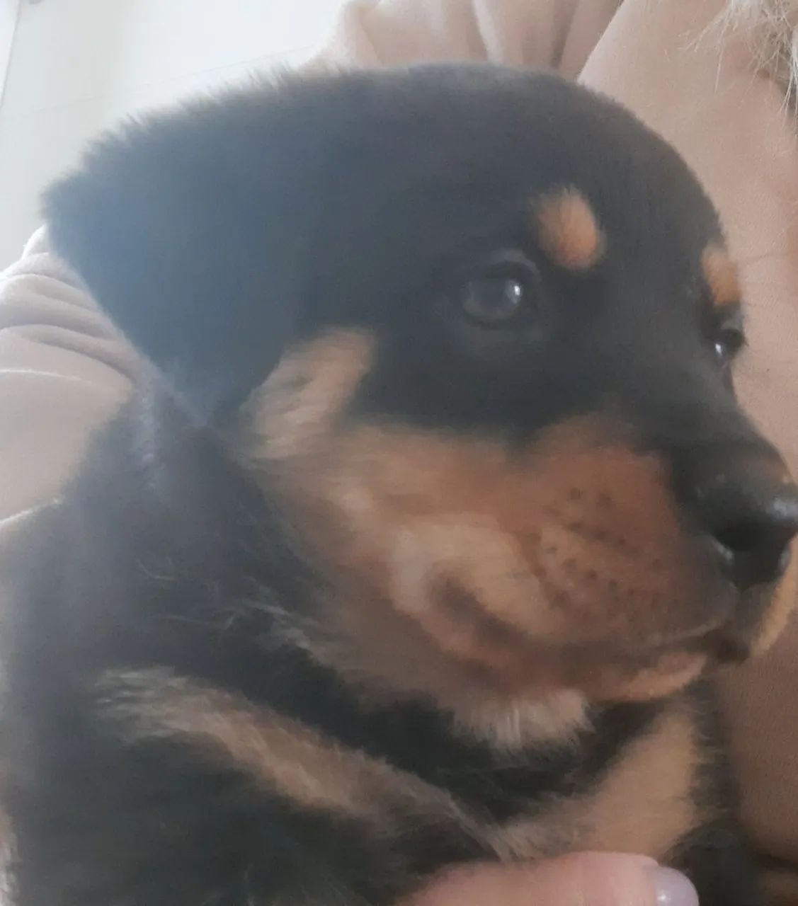 Rottweiller  - Foto 4