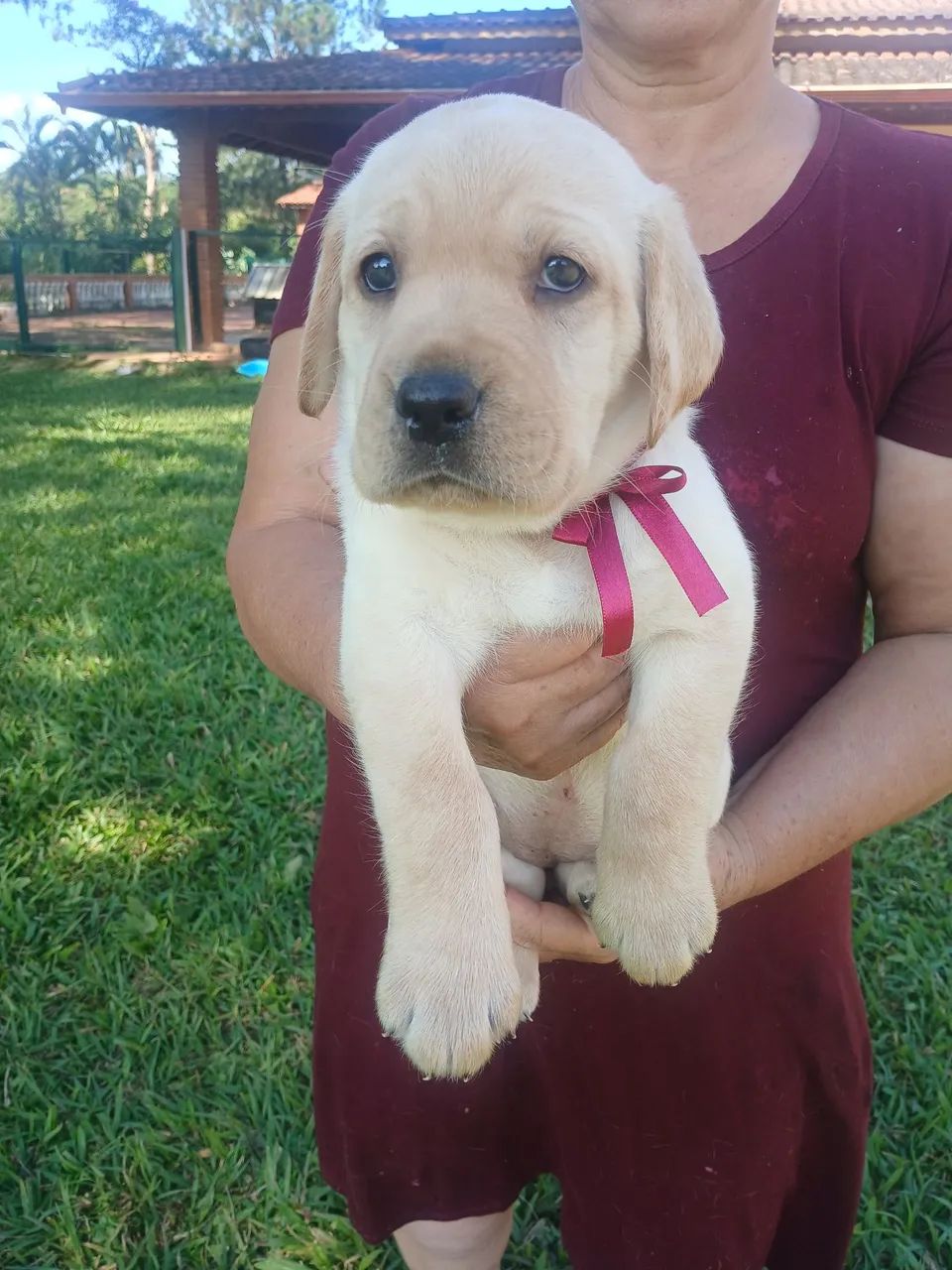 Labrador - Foto 2