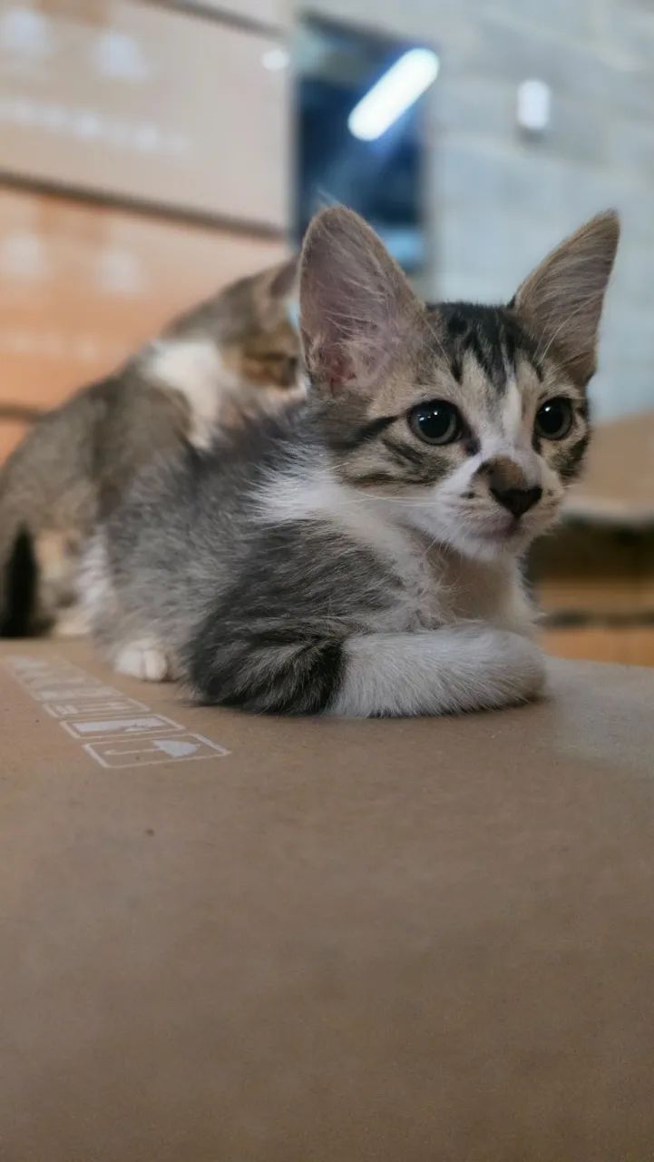 Gato - Foto 4