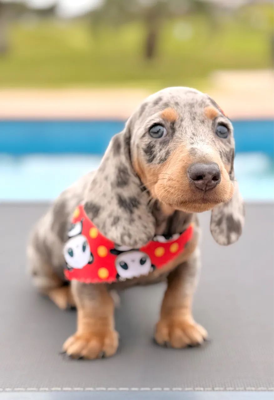 Dachshund linguicinha  - Foto 4