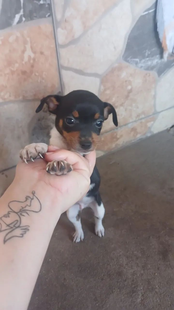 Pincher macho 1  - Foto 3