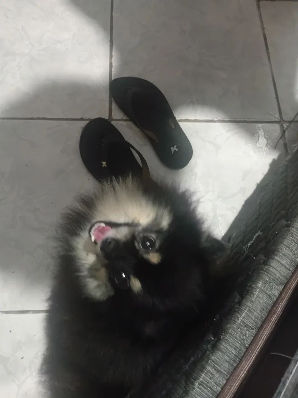 Spitz alemão para cruzar. - Foto 2