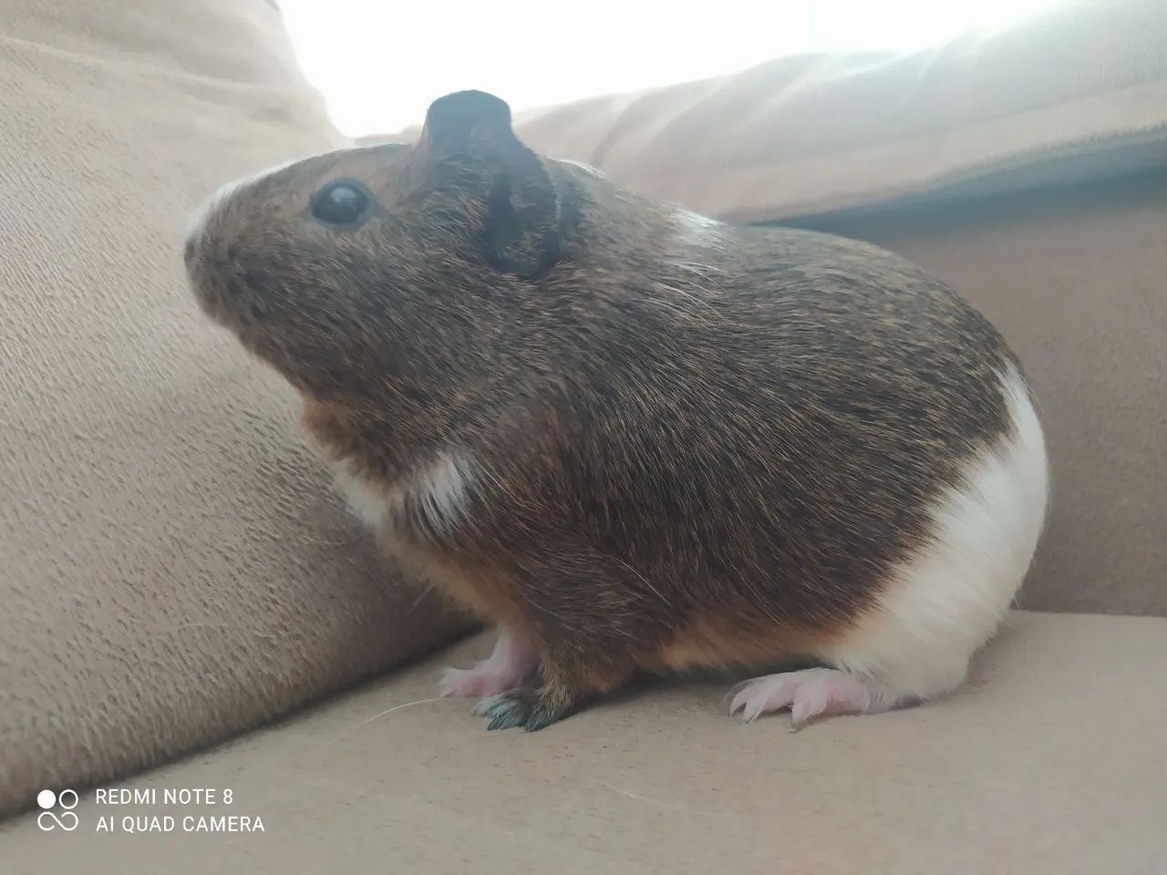 Porquinho da índia Macho e fêmea Disponíveis  - Foto 4