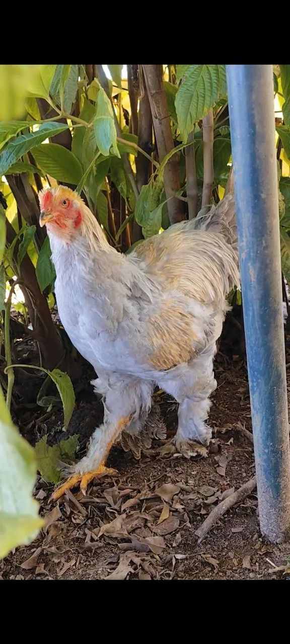 Frango Brahma izabele 