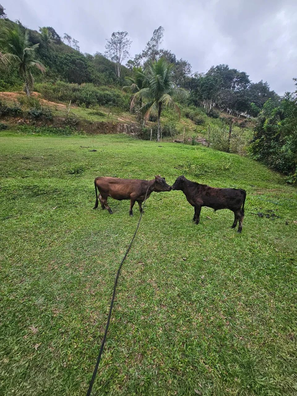 Casal de mini vaca - Foto 2