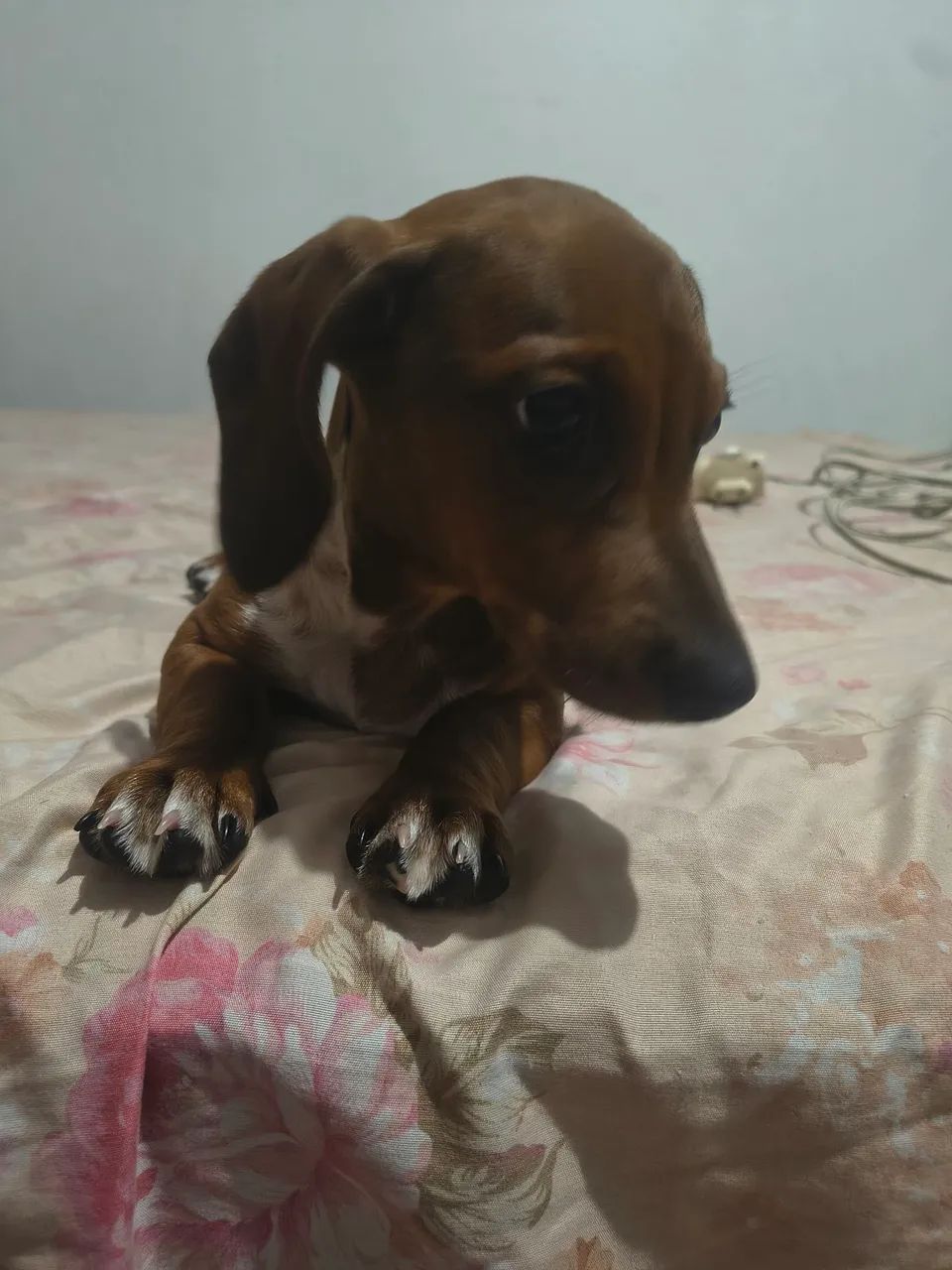 Filhote dauchaund com bassê , ele tem 4 meses é o último da ninhada .  - Foto 3