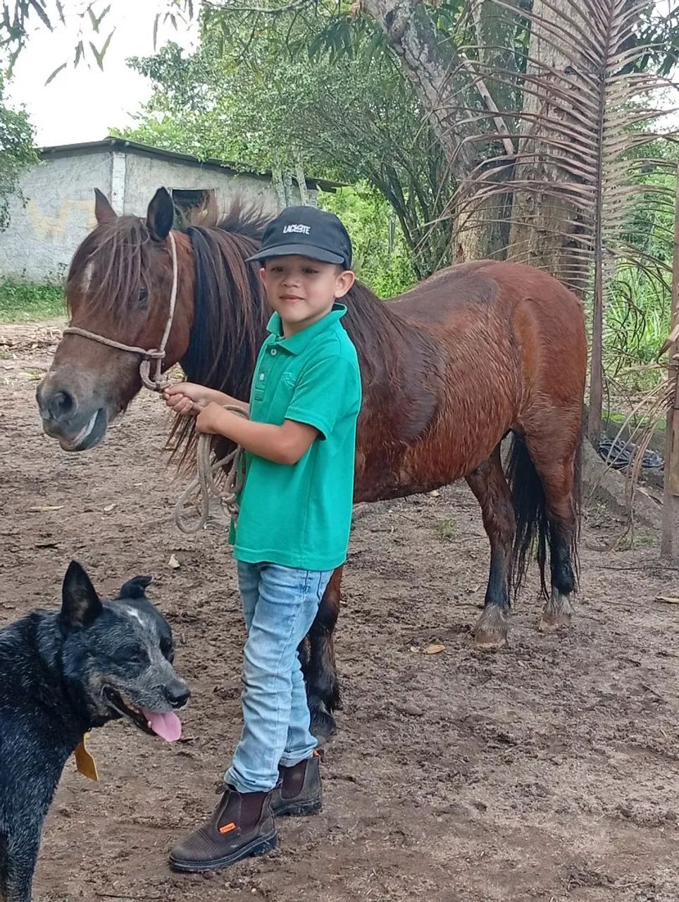 Vendo ponei - Foto 4