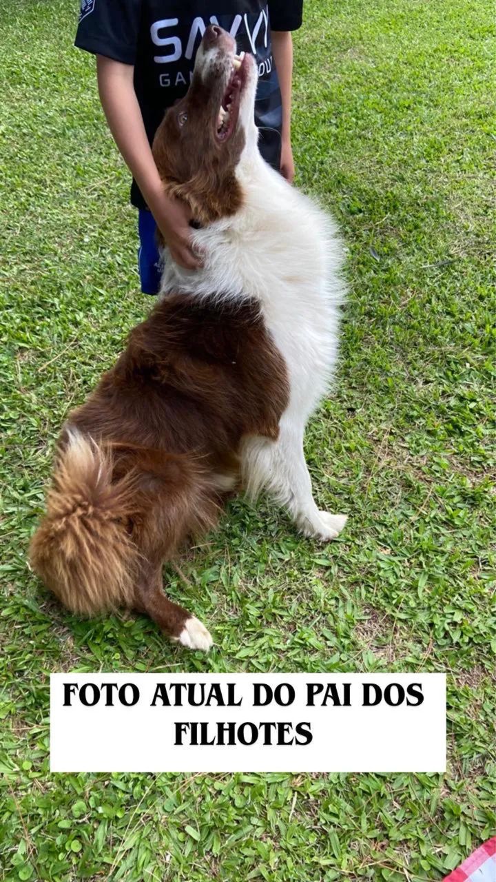 Filhotes de Border Collie - Foto 3