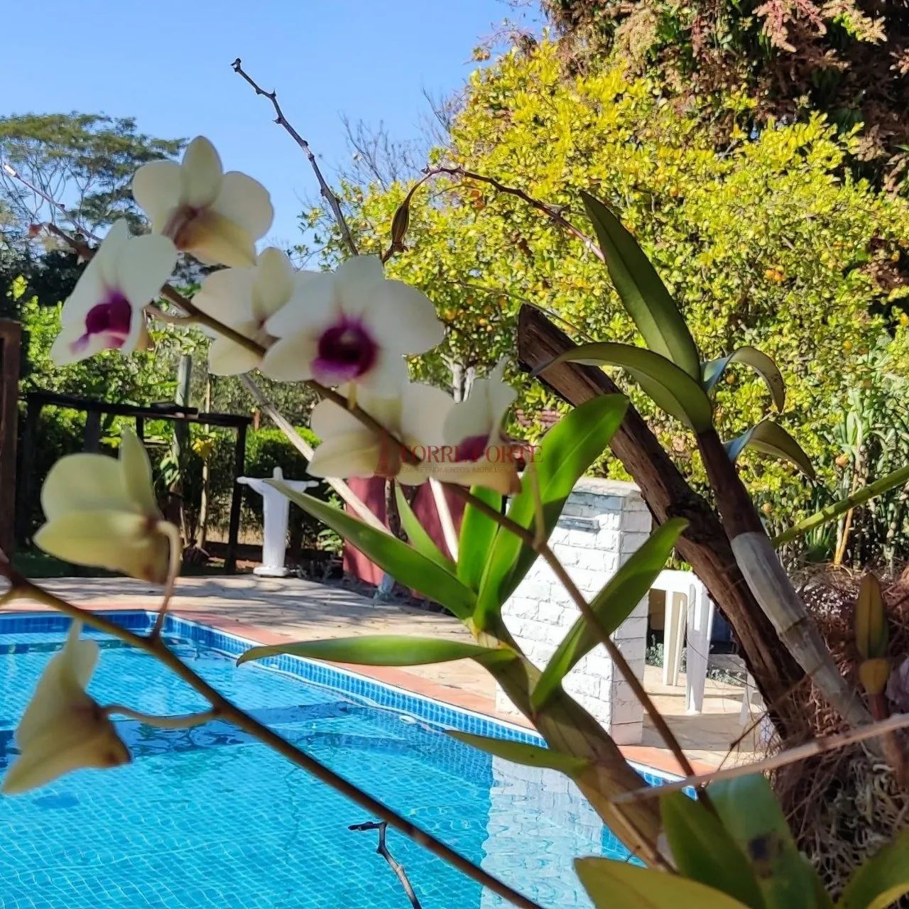 Casa em condomínio à venda em Nova Veneza - Foto 5