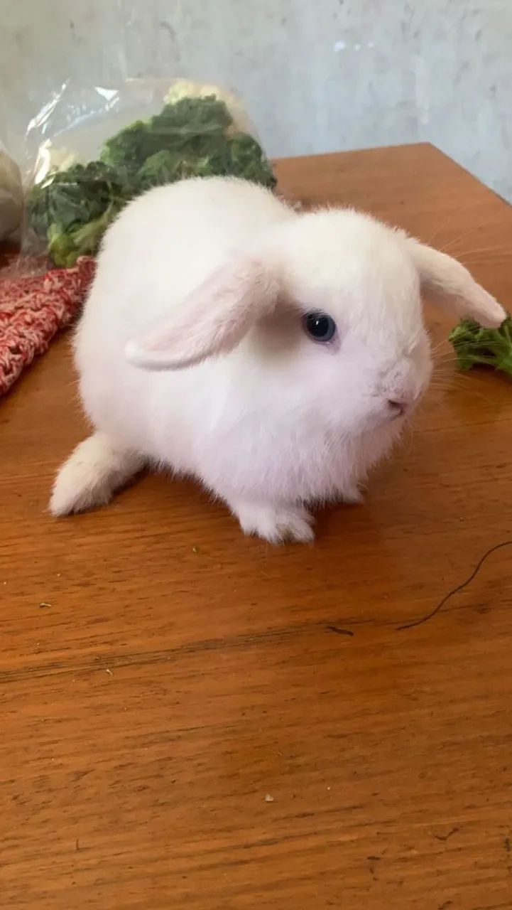 Mini coelho
