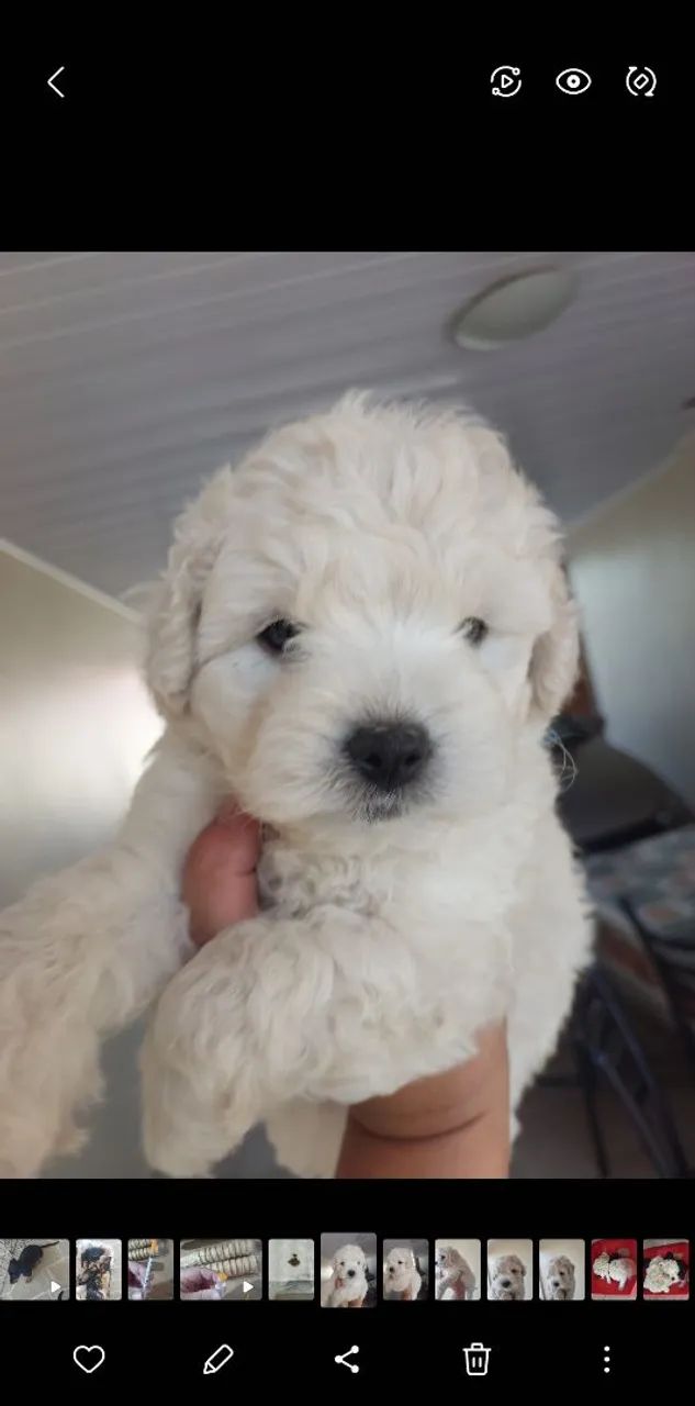 Poodle  micro toy com 2 meses