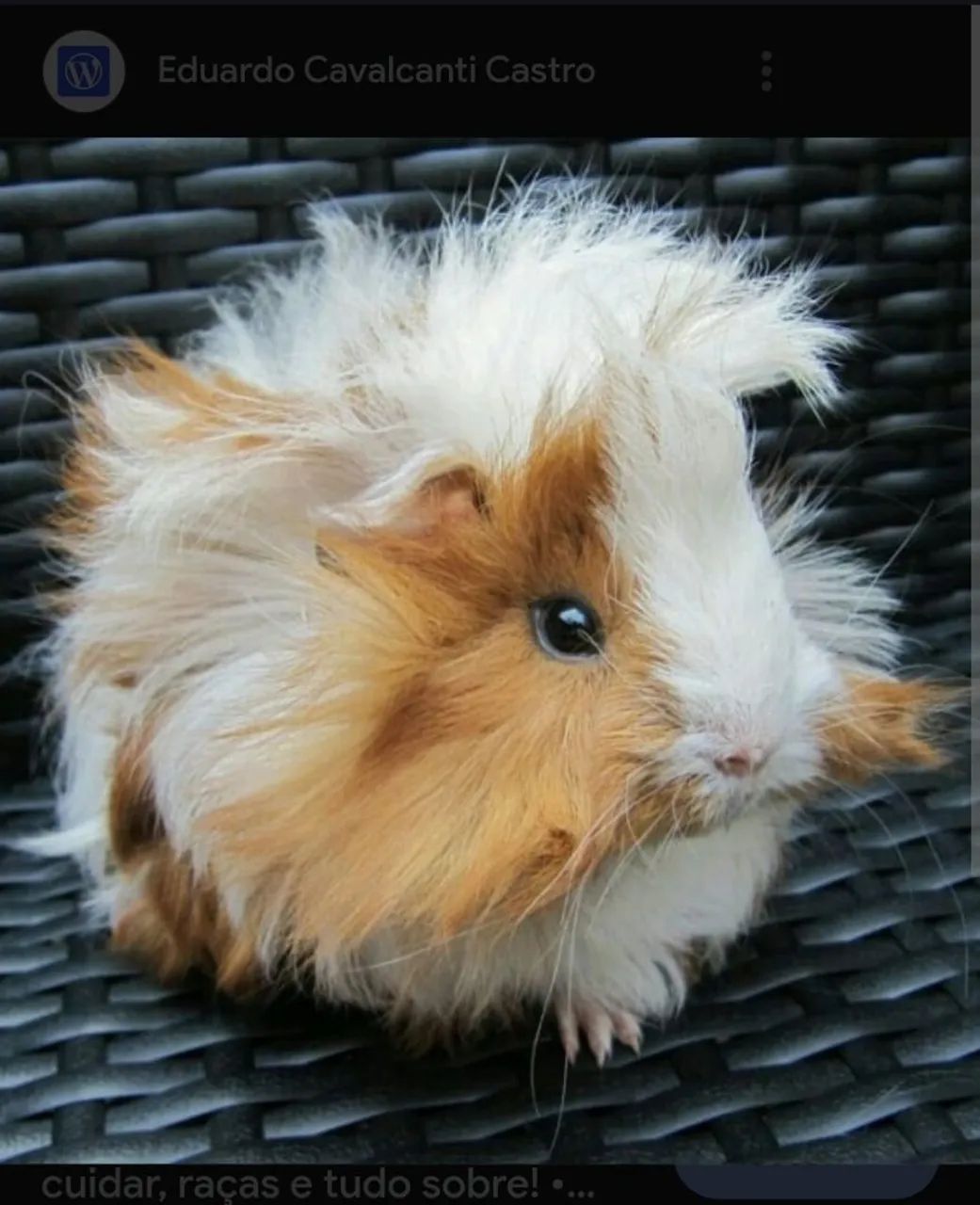 Porquinho da india peruano - Foto 2