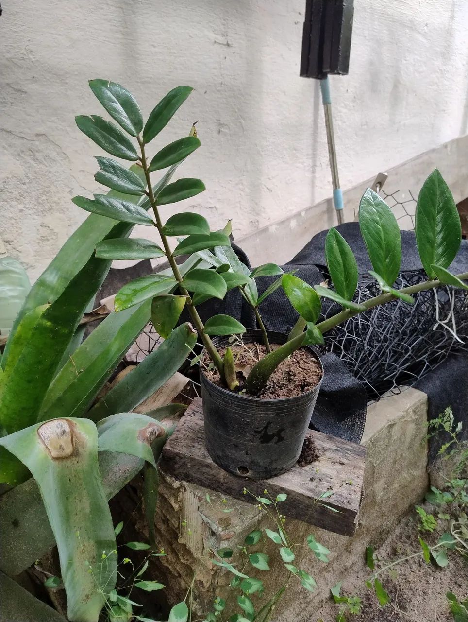 Vendo plantas  - Foto 2