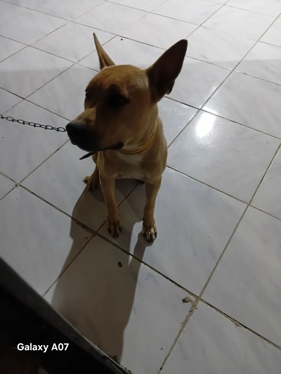 Pitbul 10 meses