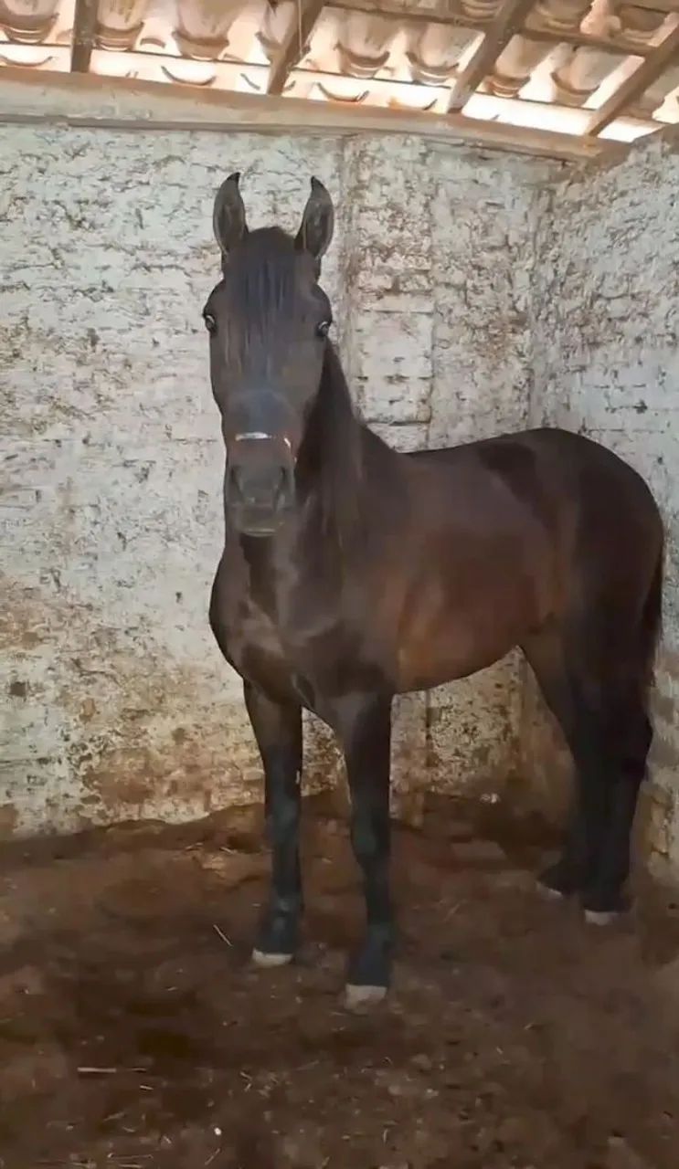POTRO NETO DO ABOIO  - Foto 4