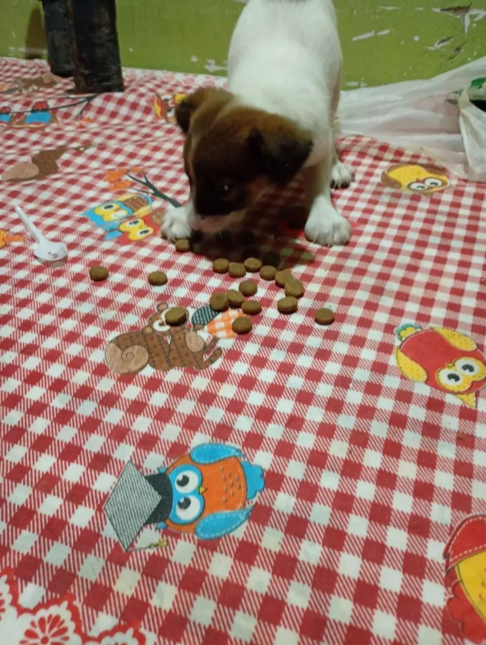 Doação de cachorrinha - Foto 2