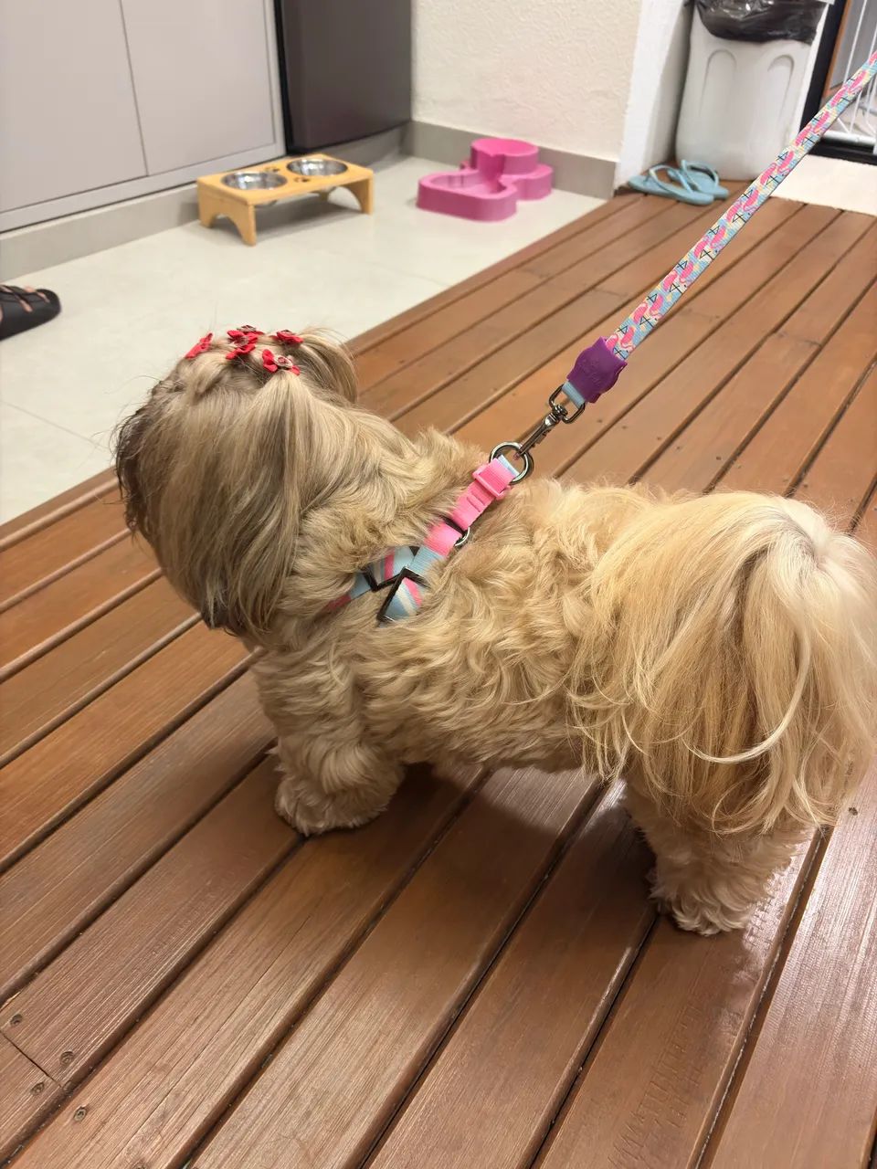 Guia cachorro M - Foto 4