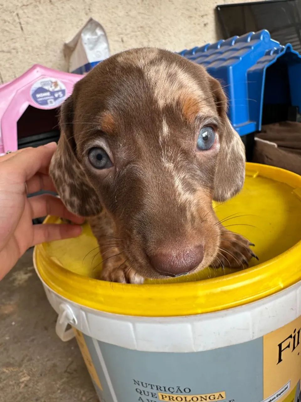 Cachorro Dachshund - Foto 2