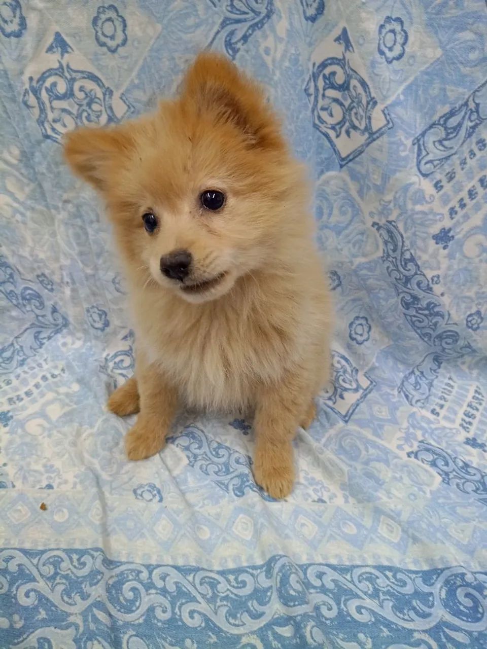cachorro - Foto 2