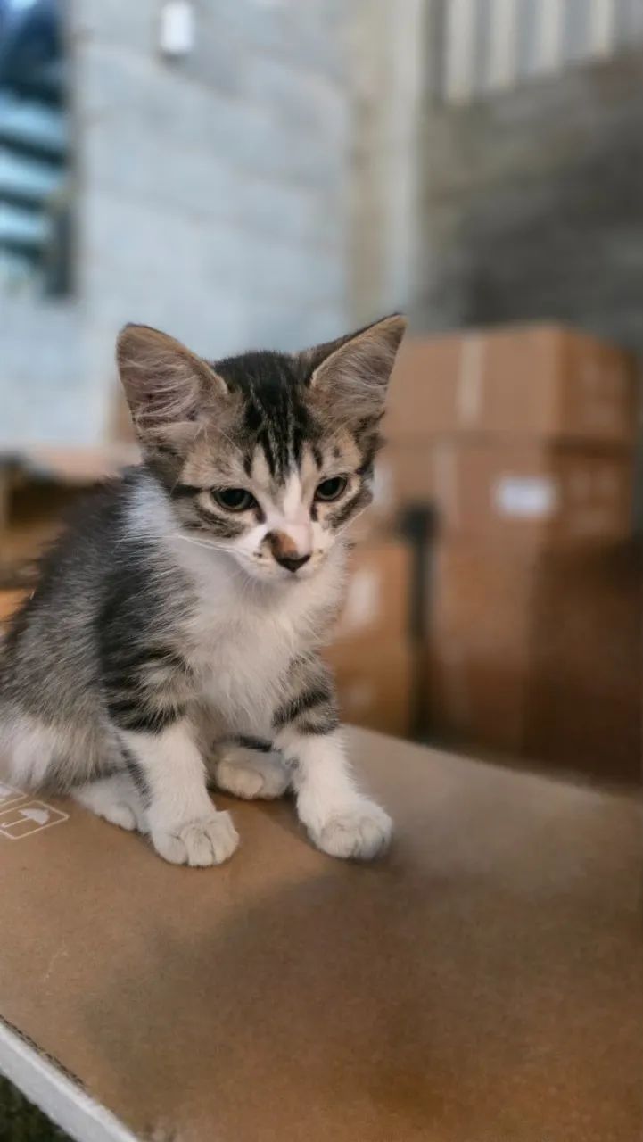 Gato - Foto 2