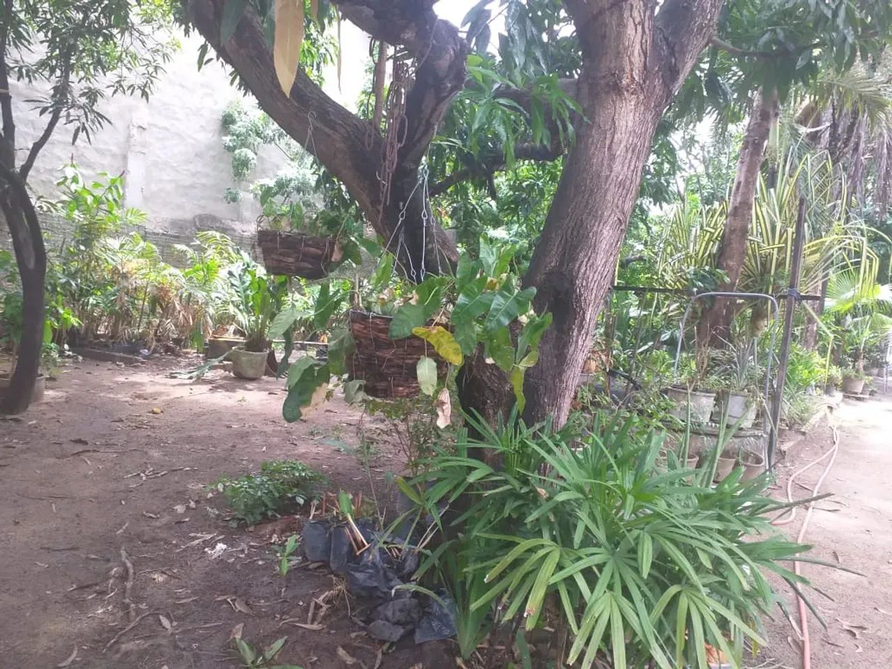 Terreno na Parangaba - Foto 2
