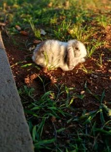 Mini Coelho Lop  - Macho