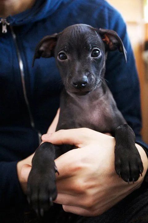 Galgo Italiano  - Foto 2