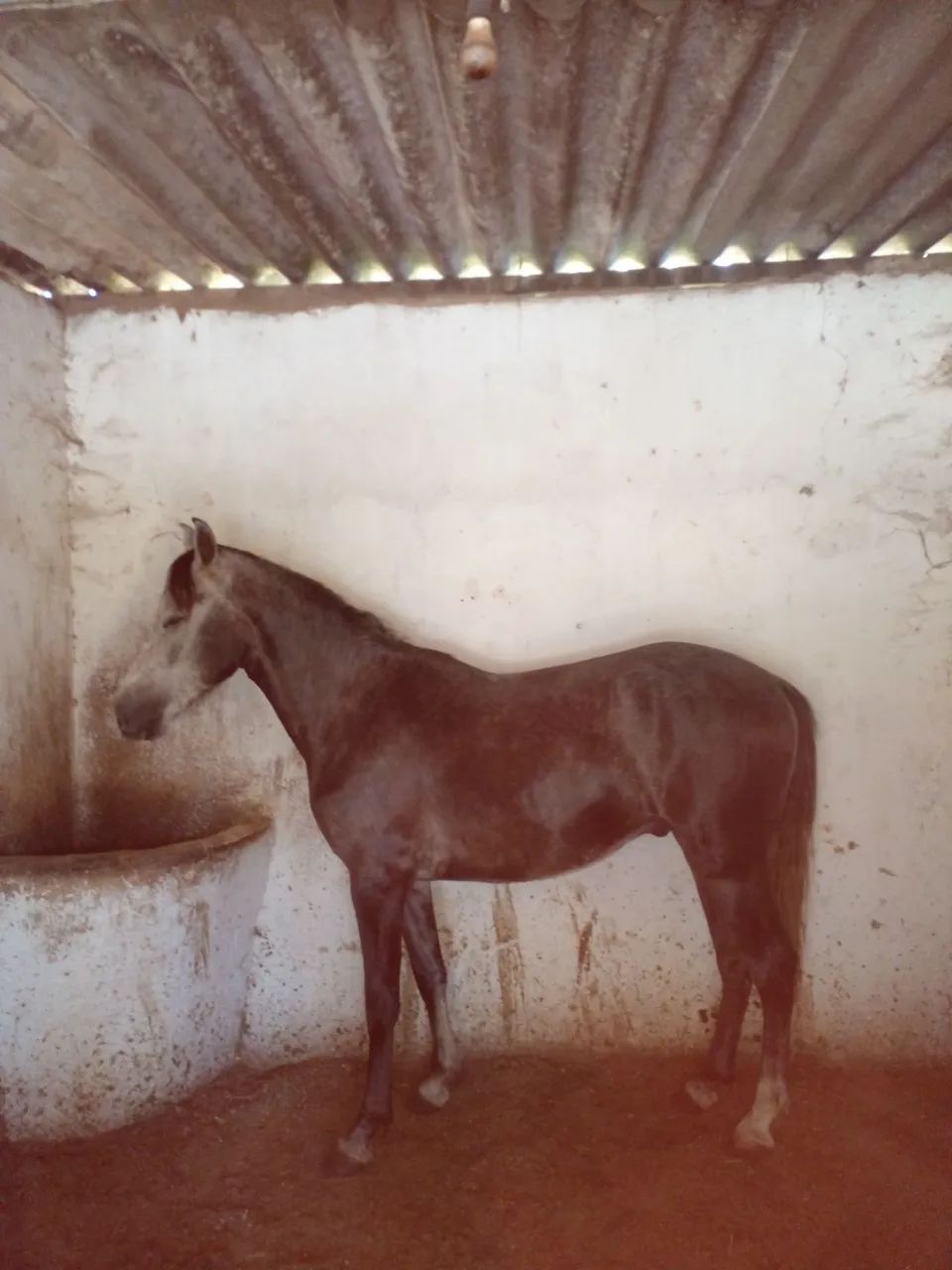 Cavalo - Foto 4