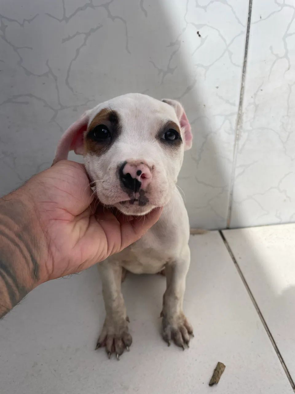 Filhotes de pitubull apbt original  - Foto 3
