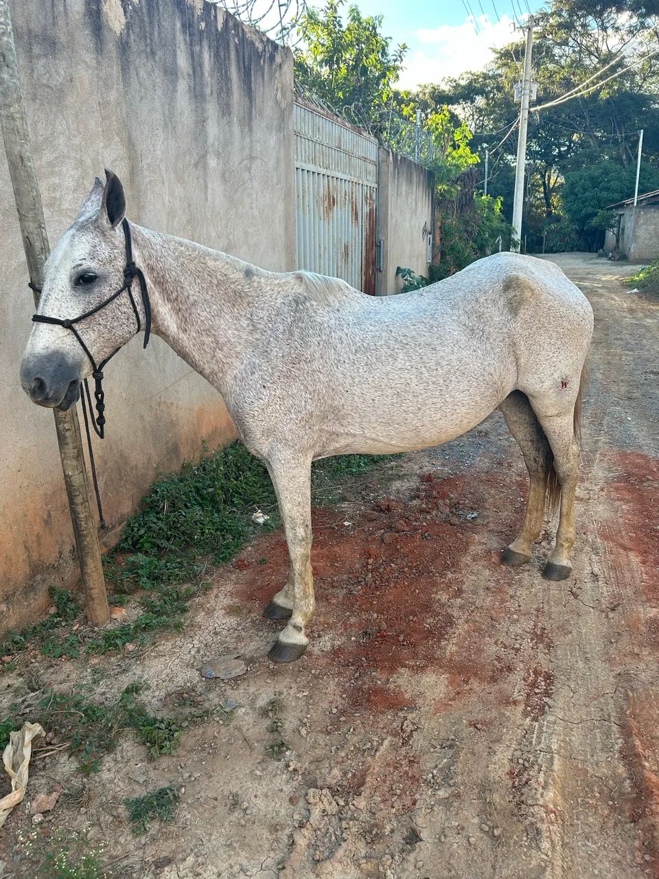 Égua registrada boa pra tirar cria  - Foto 2