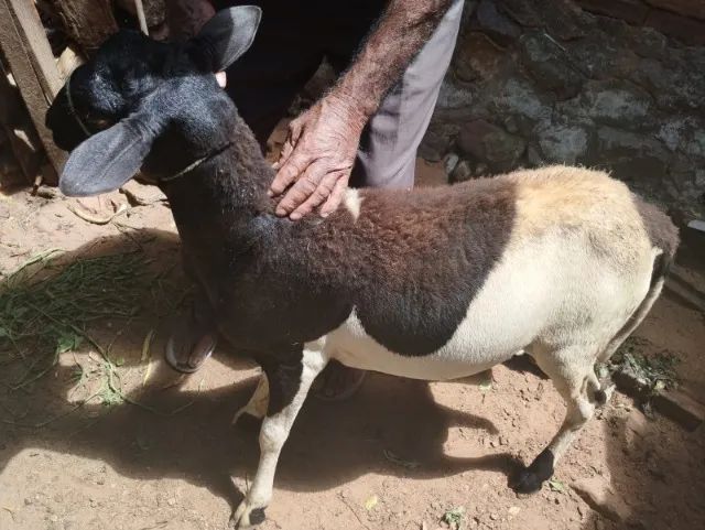 Carneiro  - Foto 2