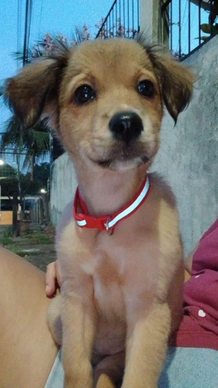 Doação  - Foto 4
