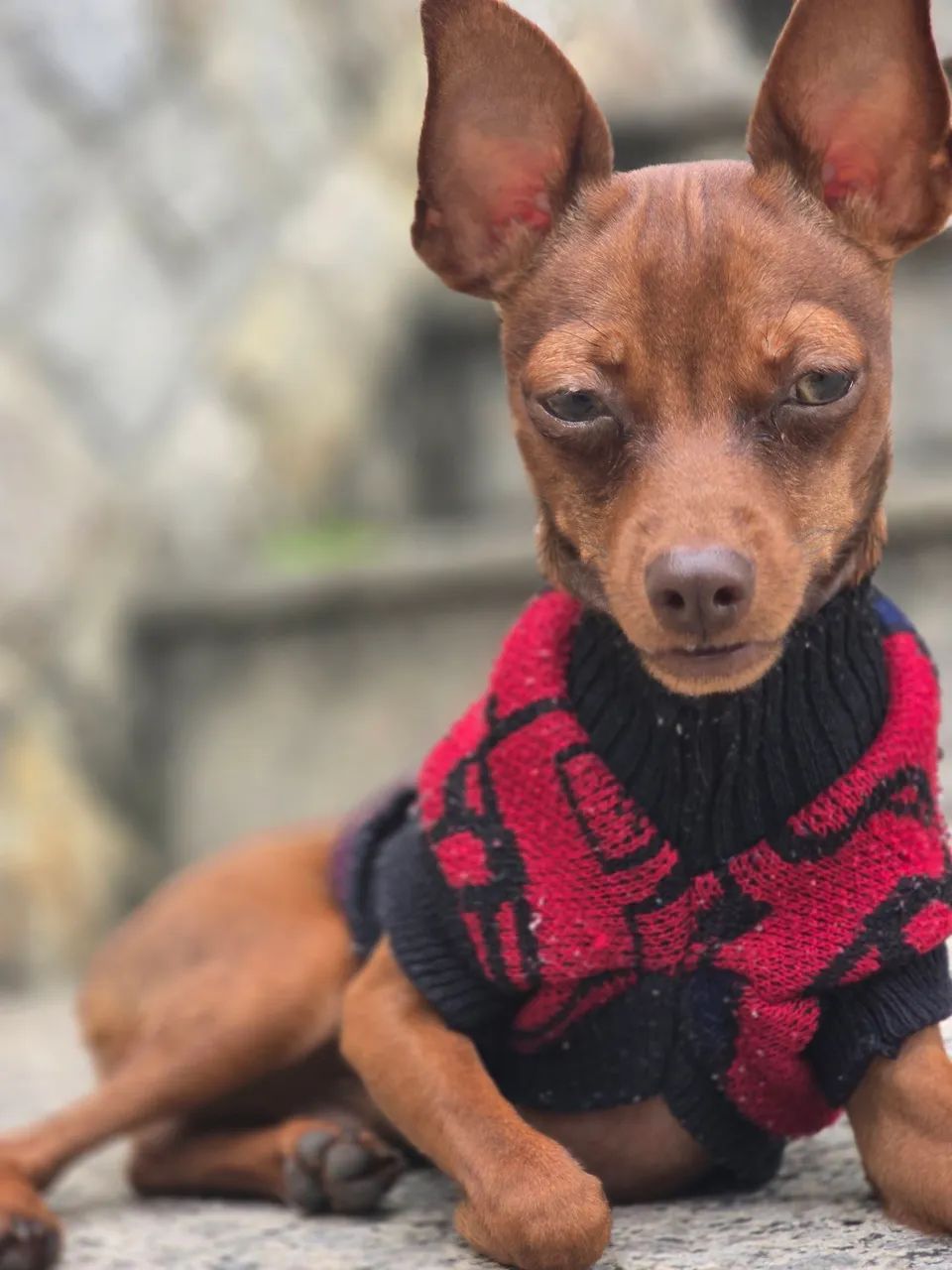 Pinsher macho para reprodução  - Foto 5