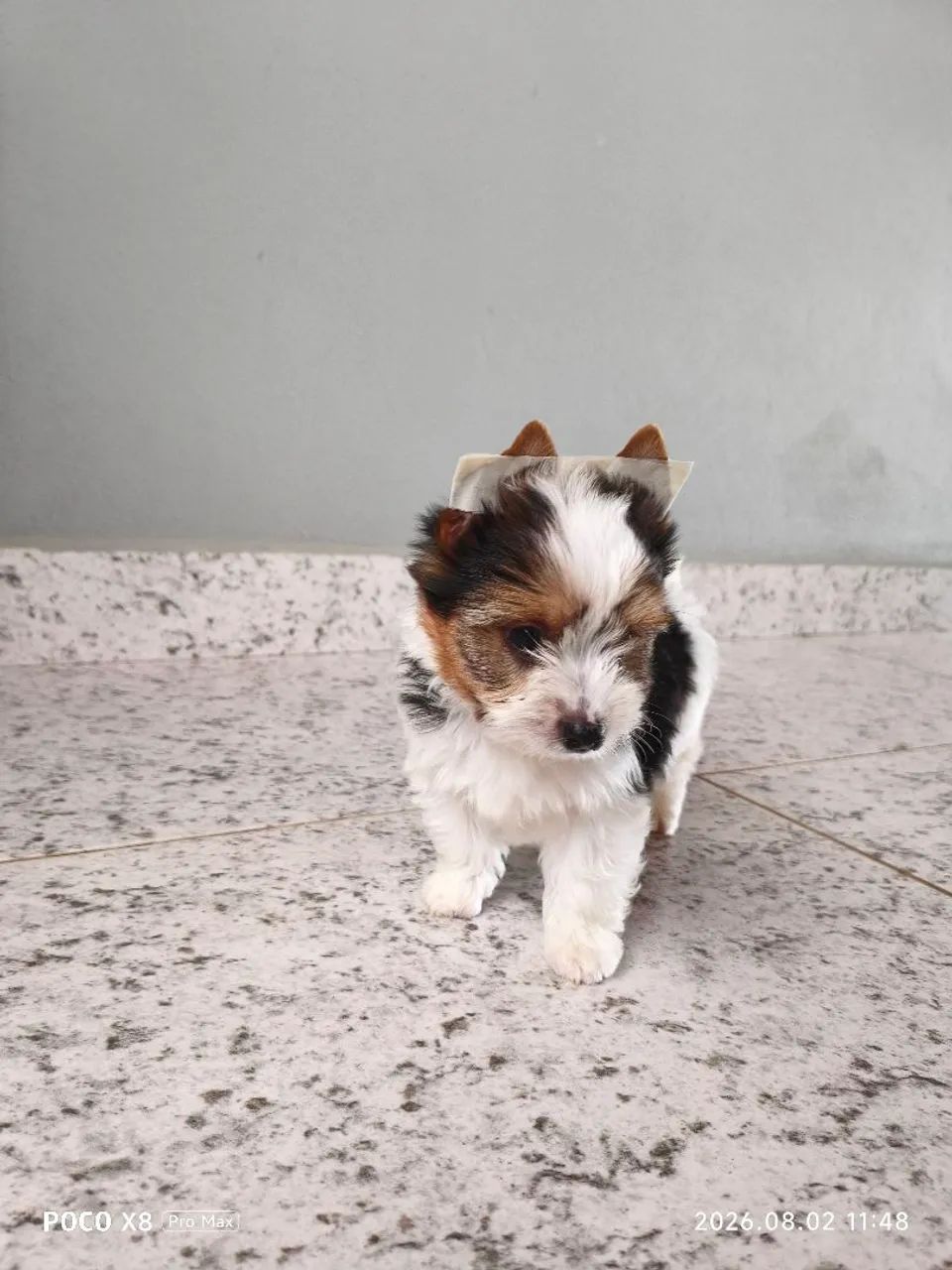 Yorkshire Biewer Terrier Machinho - Foto 3