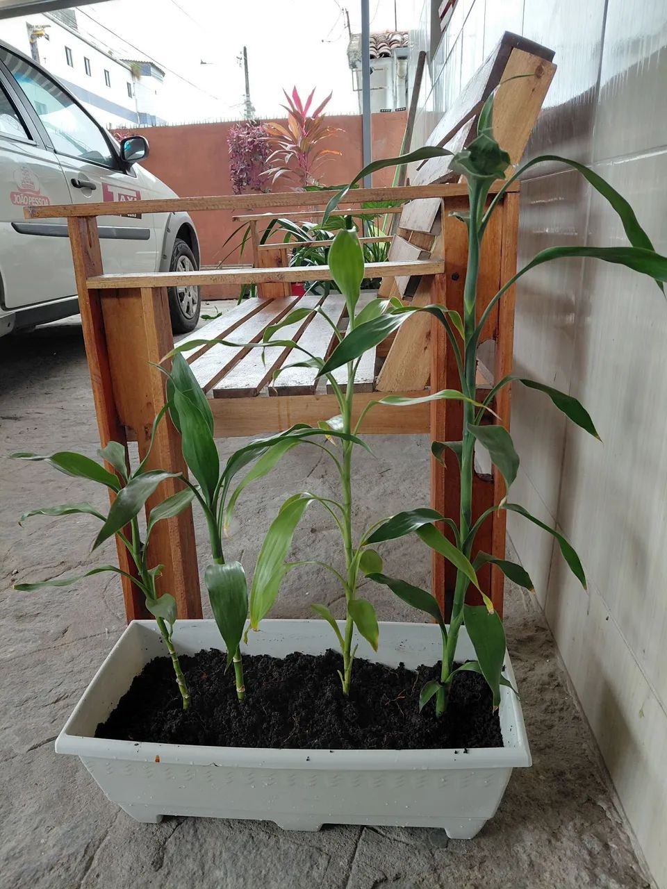 Bambu da sorte (apenas haste) - Foto 2